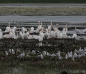 MNRiverPelicans 2014 09 054